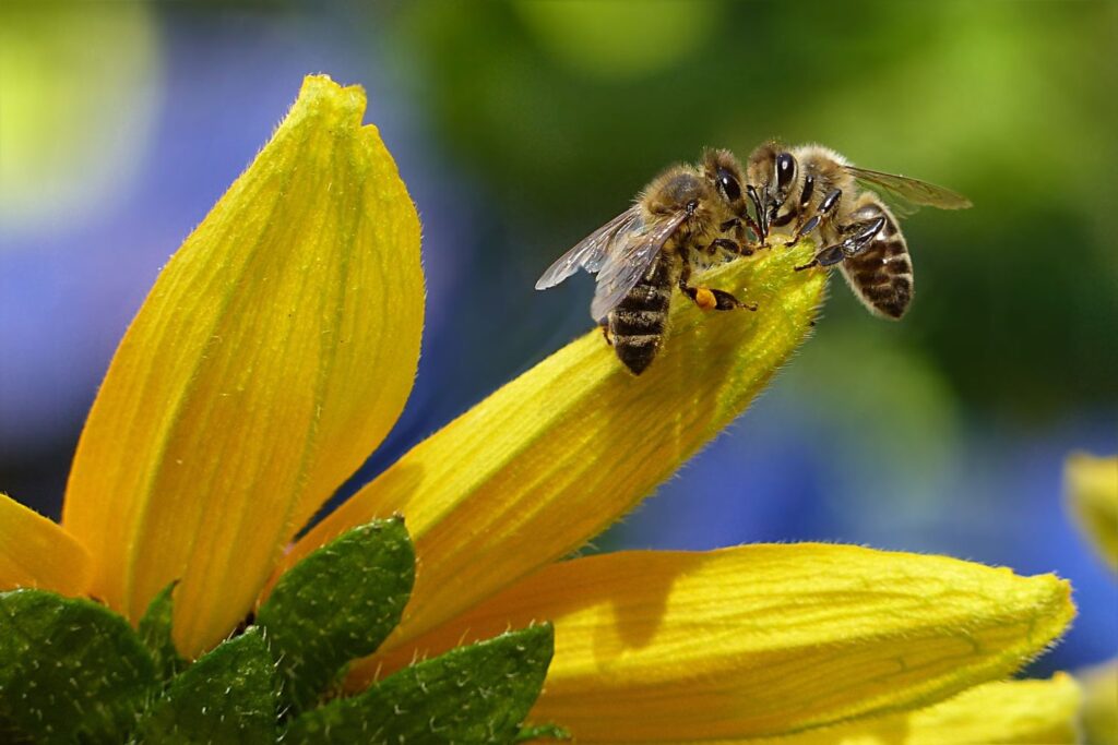 Abejas y humanidad en riesgo