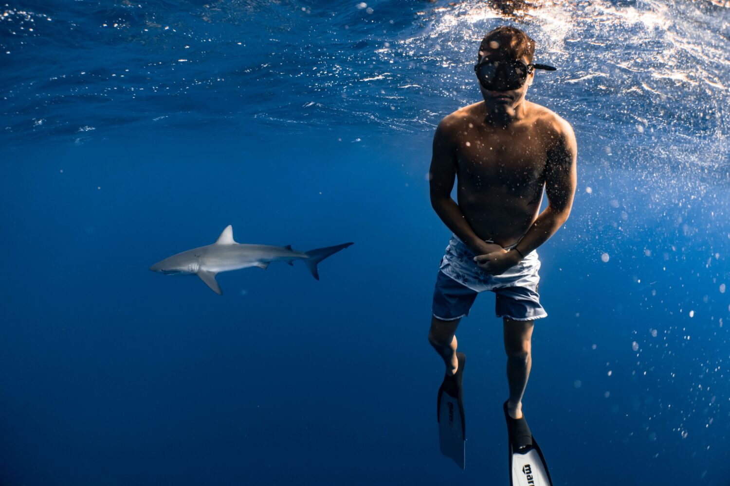 Bucear entre tiburones, tendencia en turismo de lujo