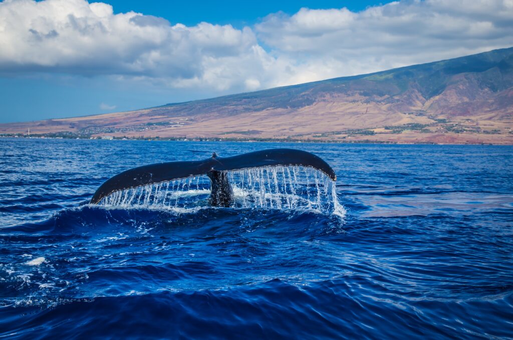 Ballenas para enterder a los marcianos