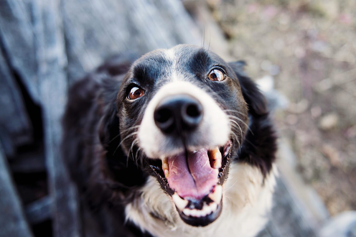 ¡Cuida la sonrisa de tu mejor amigo!