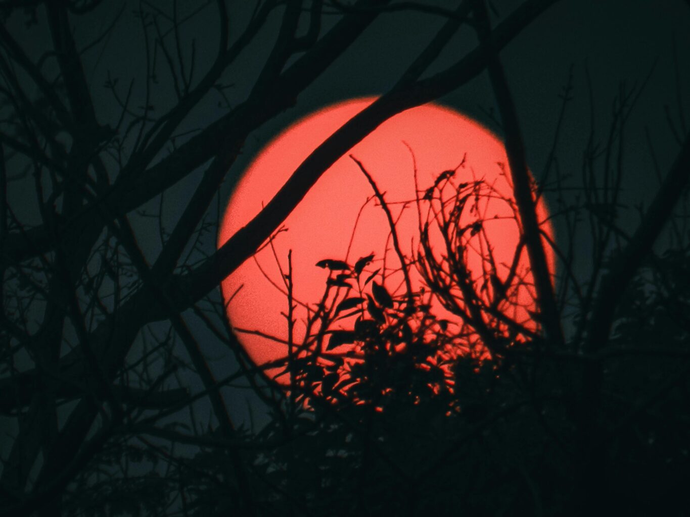 Luna enorme en color rojo tras las sombra de un matrorral