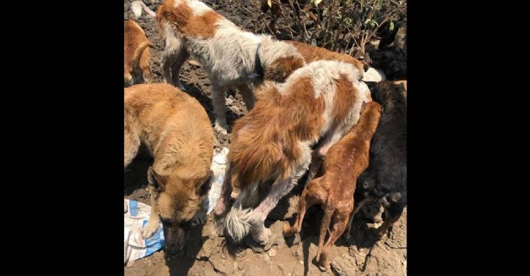 Par de perros del grupo de 46 rescatados de un supuesto refugio