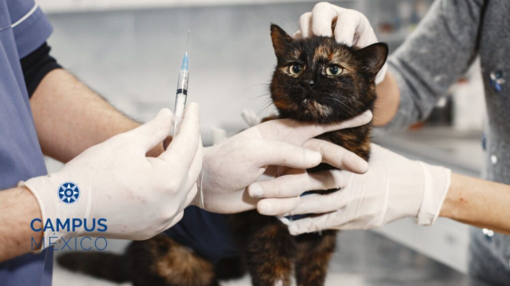 Medicina veterinaria basada en evidencia