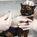 Medicina veterinaria basada en evidencia: el camino hacia un diagnóstico irrefutable