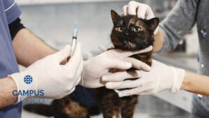 Medicina veterinaria basada en evidencia