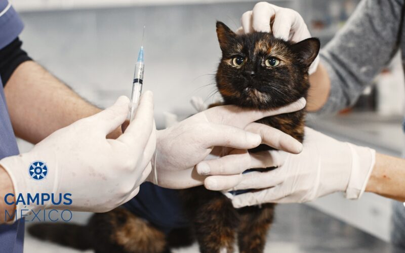 Medicina veterinaria basada en evidencia