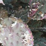 Tlaxcala exporta talento, ciencia y tradición…en forma de labial