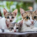 El lazo invisible entre mamá y su mascota, incluso en la despedida