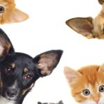 La despedida digna, el último acto de amor hacia nuestras mascotas que cobra fuerza a grandes pasos