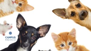 el último acto de amor hacia nuestras mascotas