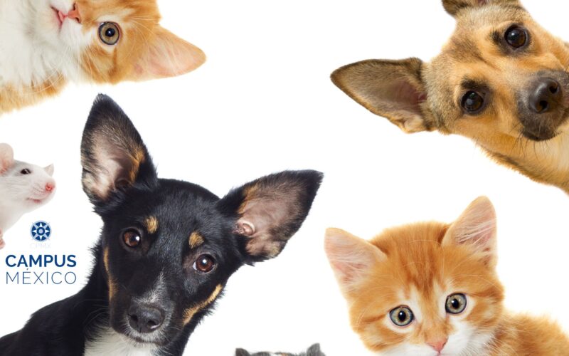 el último acto de amor hacia nuestras mascotas