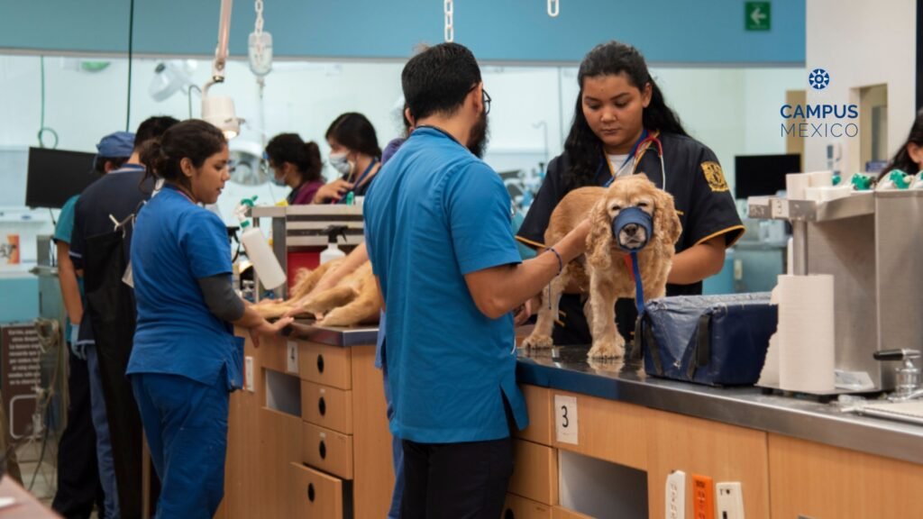 ¿Quién cuida a quién? El secreto para que tu perro te ame y viva más tiempo