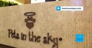 La pérdida de una mascota en diciembre puede ser especialmente dolorosa. Expertos explican cómo una despedida digna ayuda a procesar el duelo y afrontar las fiestas con mayor serenidad.