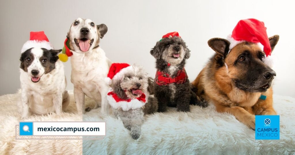 Fiestas decembrinas: guía esencial para proteger a tus mascotas de accidentes por adornos, comida, plantas, visitas y pirotecnia.