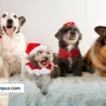 Fiestas decembrinas: guía esencial para proteger a tus mascotas de accidentes por adornos, comida, plantas, visitas y pirotecnia.