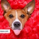 El amor permanece gracias al vínculo humano-animal, aún después del adiós 