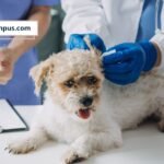 Vacunar es prevención clave para una vida de perros y gatos