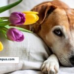 Primavera: la temporada en la que las mascotas también pueden sufrir alergias