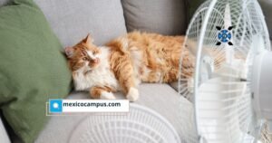 Golpe de calor en perros y gatos | Prevención primavera mascotas | Medicina veterinaria preventiva | Hospital Veterinario UNAM-Banfield | Campus México
