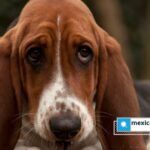 La custodia de animales de compañía llega a los tribunales en divorcios