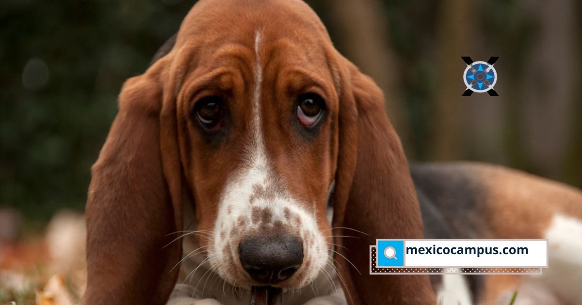 Reformas legales y cambios sociales hacen cada vez más frecuente que perros y gatos formen parte de los acuerdos de separación en México.