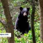 Grupo Bimbo y SEMARNAT se unen  para proteger al oso negro mexicano