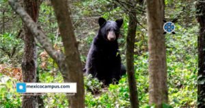 A través del Programa Huellas, la iniciativa busca fortalecer la conservación de esta especie emblemática mediante ciencia, educación y colaboración multisectorial.