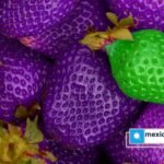 México frente a los transgénicos, soberanía y futuro alimentario