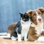 La previsión funeraria para mascotas comienza a entrar en la conversación financiera familiar