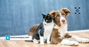 La previsión funeraria para mascotas comienza a crecer en México como parte de una nueva cultura de cuidado responsable y planeación familiar.