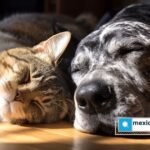 ¿Cómo prevenir golpes de calor en perros y gatos?