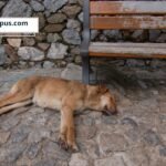 Las mascotas entran en la conversación del Día Mundial del Medio Ambiente