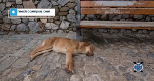 Día Mundial del Medio Ambiente: la cremación ecológica de mascotas gana terreno en México como una alternativa responsable para la salud pública y el entorno