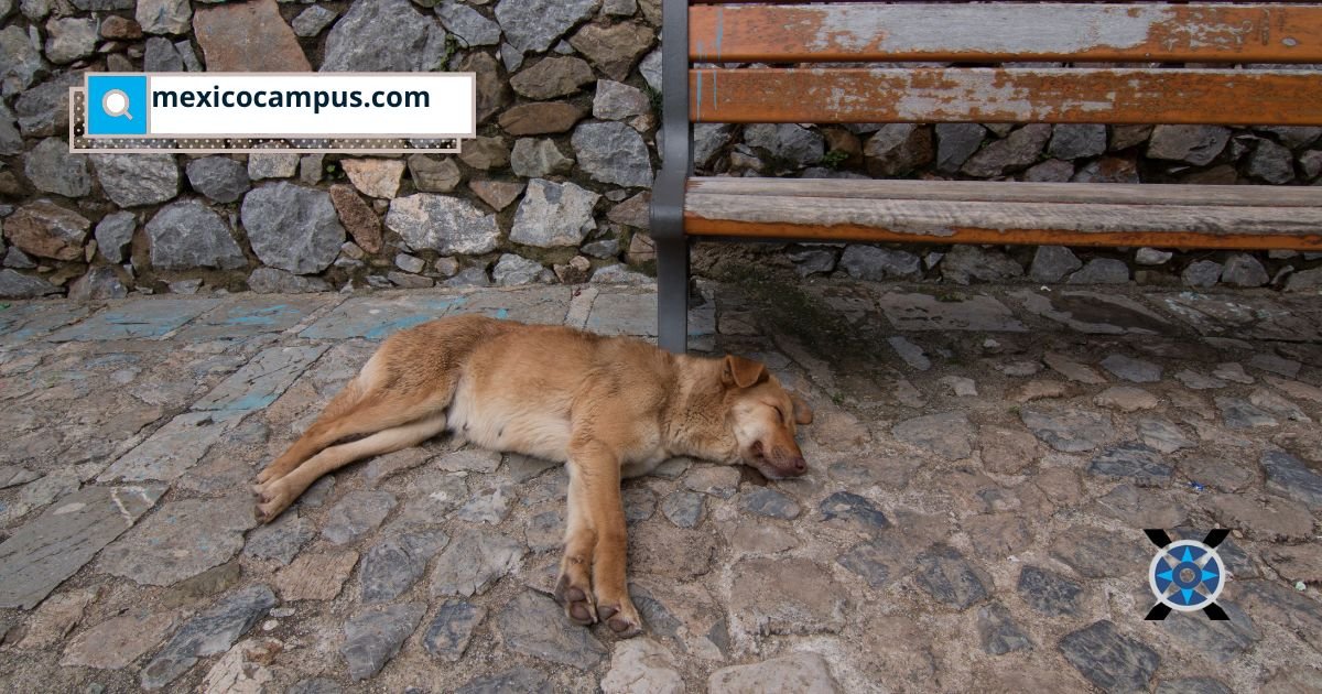 Día Mundial del Medio Ambiente: la cremación ecológica de mascotas gana terreno en México como una alternativa responsable para la salud pública y el entorno