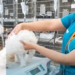 Lo que ponemos en el plato puede cambiar la salud de nuestras mascotas